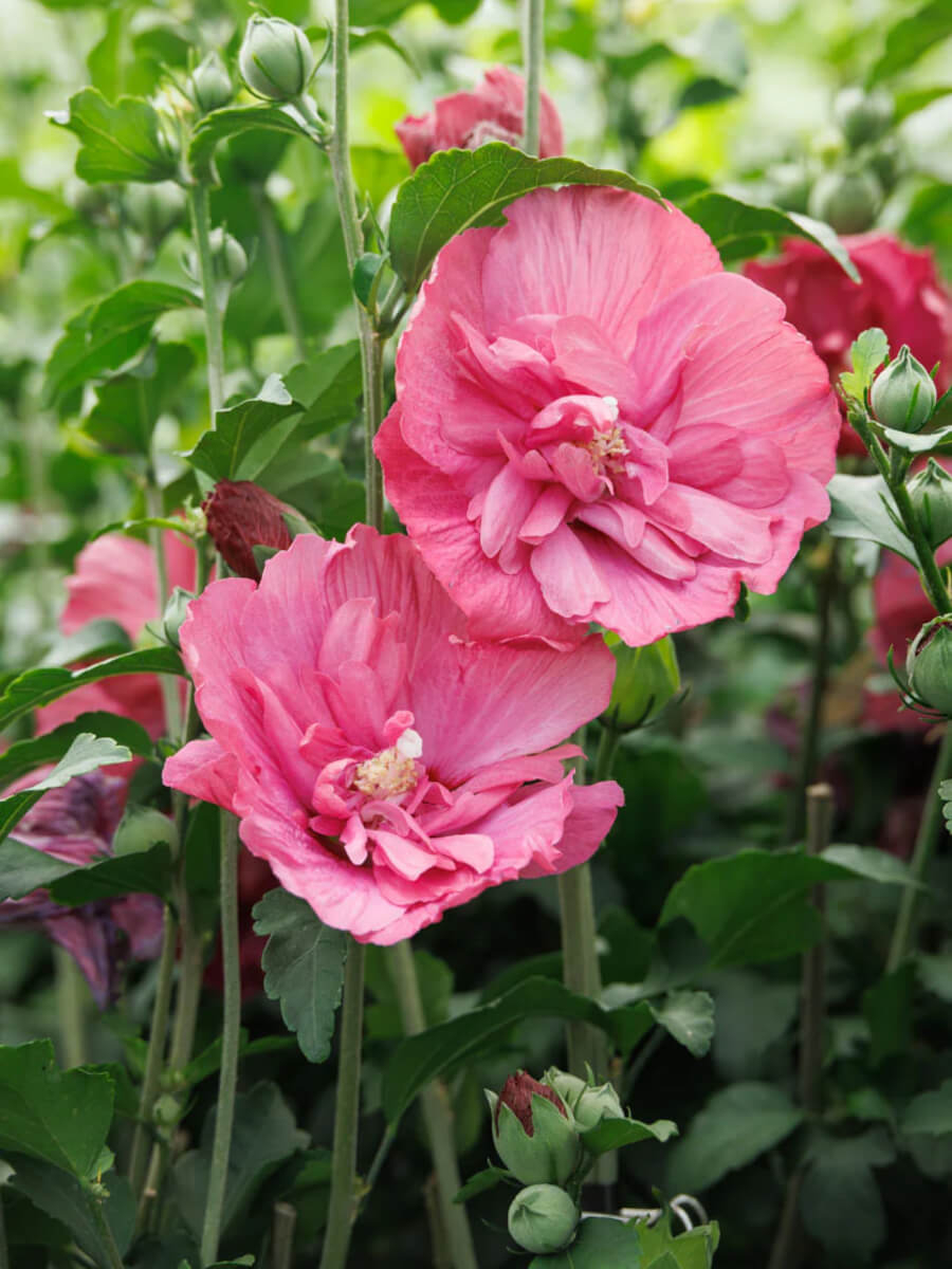 Гибискус махровый Маджента Шифон