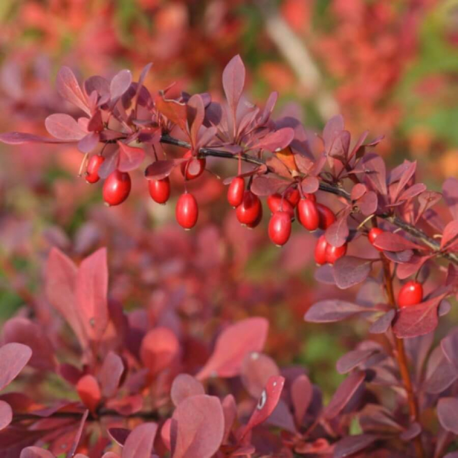 Барбарис тунберга Атропурпуреа (Atropurpurea)