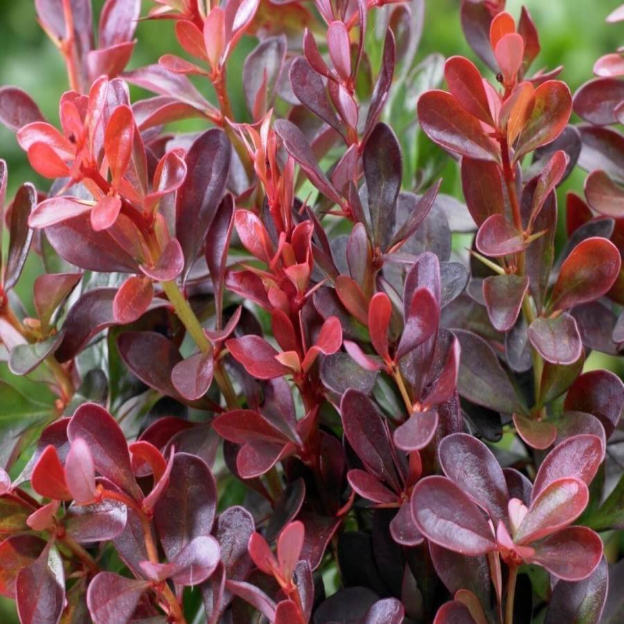 Барбарис тунберга Атропурпуреа (Atropurpurea)