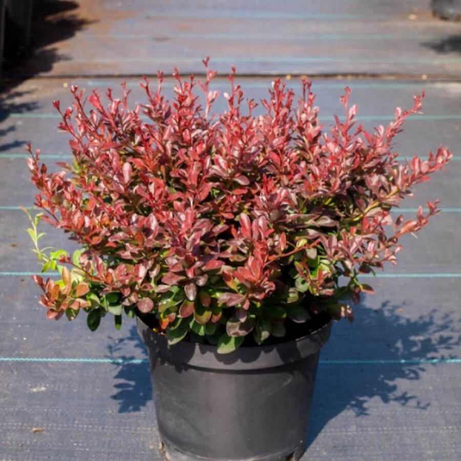 Барбарис тунберга Atropurpurea Nana