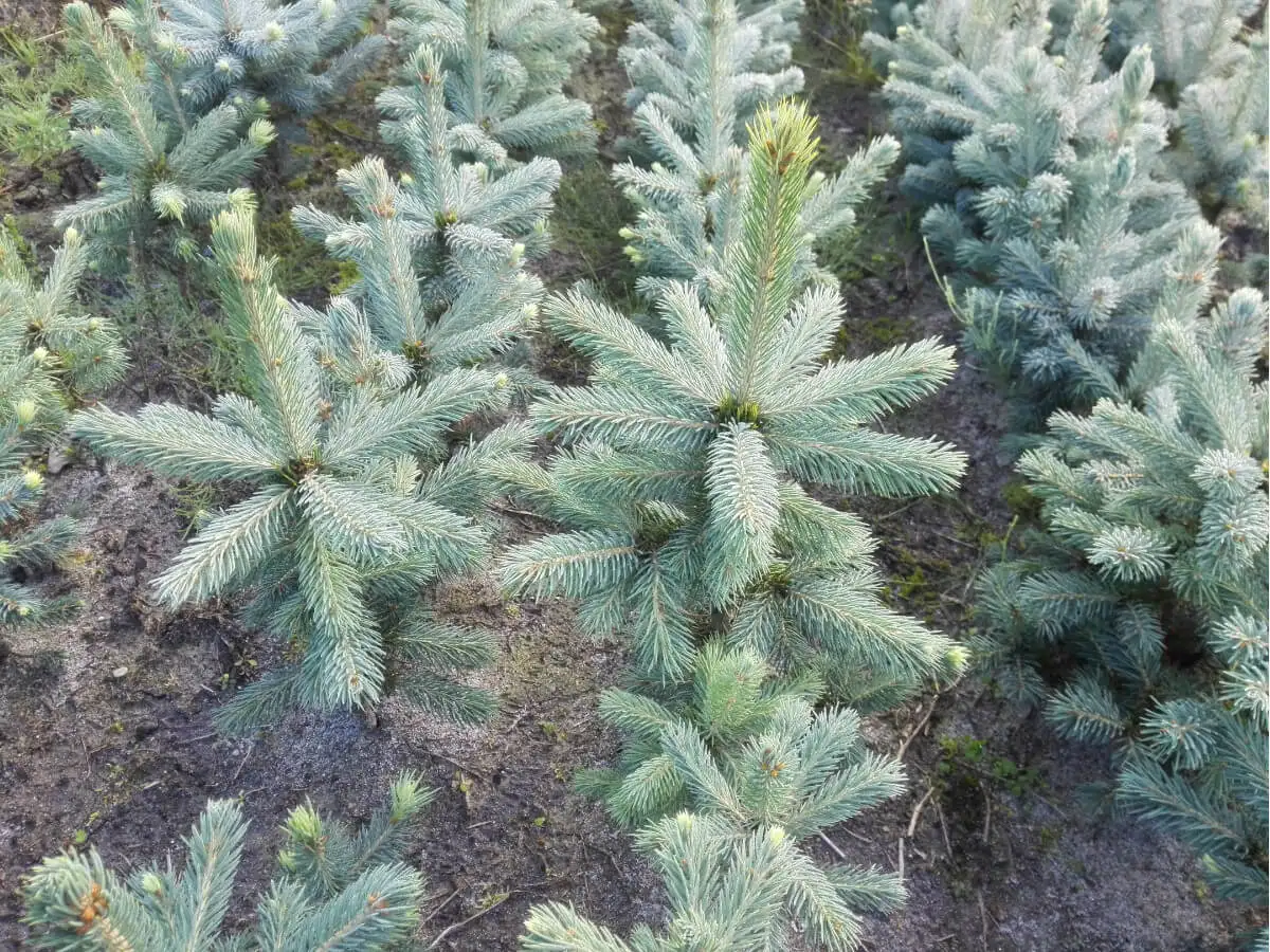 Ель колючая Глаука Маджестик Блю (Glauca Majestic Blue): фото и описание