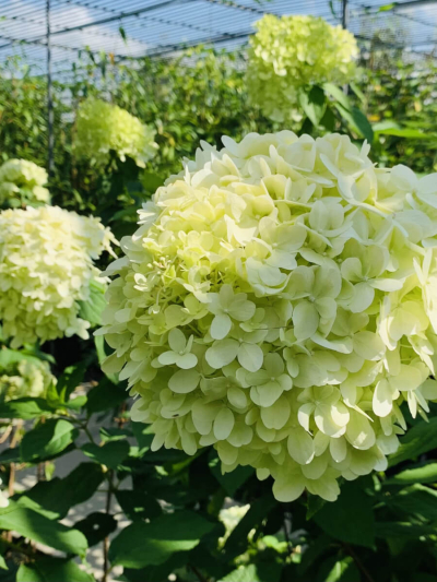 Гортензия метельчатая Лаймлайт