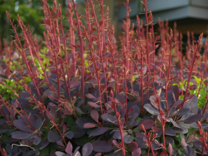 Барбарис тунберга Атропурпуреа (Atropurpurea)