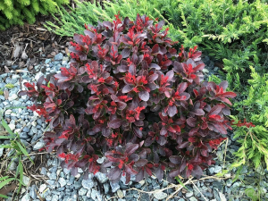 Барбарис тунберга Atropurpurea Nana