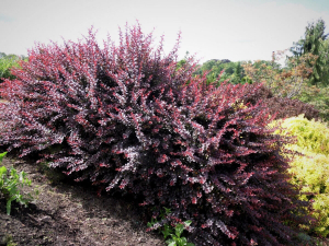 Барбарис тунберга Atropurpurea Nana