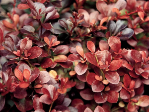 Барбарис тунберга Atropurpurea Nana