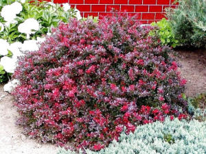 Барбарис тунберга Atropurpurea Nana