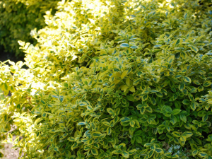 Бересклет Форчуна Emerald Gold