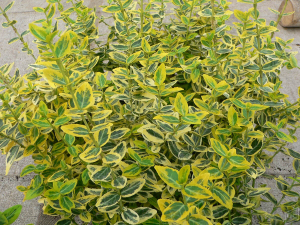 Бересклет Форчуна Emerald Gold