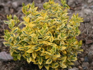 Бересклет Форчуна Emerald Gold