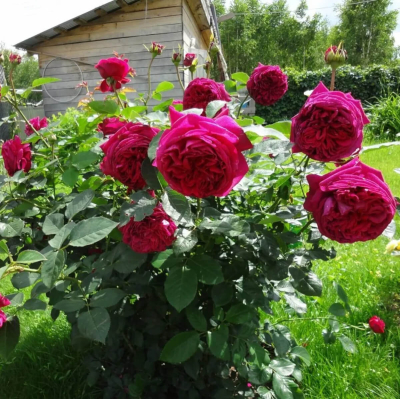 Роза Фальстаф
