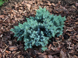 Можжевельник чешуйчатый Blue Star