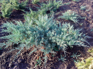 Можжевельник средний Pfitzeriana Glauca