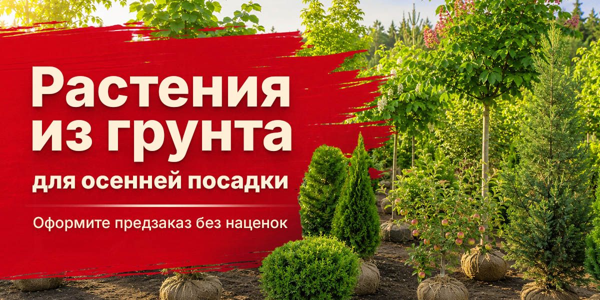 Предзаказ саженцев для осенней посадки!